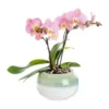 Orchidée Phalaenopsis Tablo 2 branches avec cache-pot botanic® - Ø 12 cm