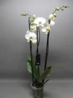 Orchidée Phalaénopsis 3 branches blanche botanic®. Le pot de Ø 12 x 50 cm