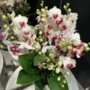 Orchidée Phalaénopsis Duetto Safe Haven 6 branches. Le pot de Ø 17 x H 50 cm