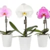 Orchidée Phalaénopsis Singolo botanic® et cache pot. Le pot de Ø 9 cm
