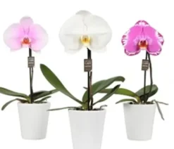 Orchidée Phalaénopsis Singolo botanic® et cache pot. Le pot de Ø 9 cm