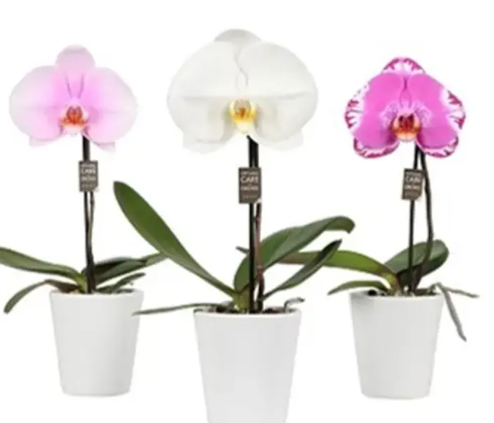 Orchidée Phalaénopsis Singolo botanic® et cache pot. Le pot de Ø 9 cm