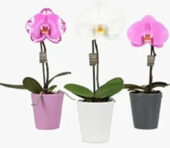 Orchidée Phalaénopsis Singolo botanic® et cache pot. Le pot de Ø 9 cm
