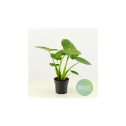 Oreilles d'éléphant ou Alocasia Calidora 80 cm. Le pot de 21 cm