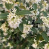 Osmanthus X Burkwoodii. Le pot de 5 litres