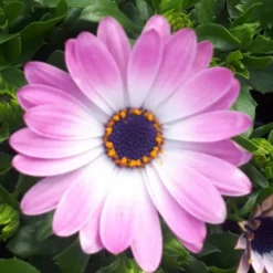 Osteospermum ou Dimorphoteca - Le pot de Ø 10,5 cm