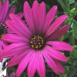 Ostéospermum dimorphothéca - Le pot de 10,5 cm