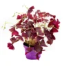 Oxalis pourpre violet. Le pot Ø 12 cm