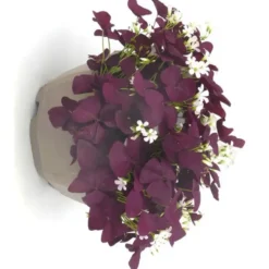 Oxalis trèfle à 4 feuilles - La coupe de 25 cm