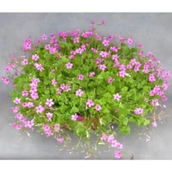 Oxalis trèfle à 4 feuilles - La coupe de 25 cm