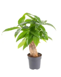 Pachira aquatica (Châtaignier de Guyane) vert. Le pot Ø 21 cm