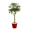 Pachira et son pot Classico premium Ø 35 rouge