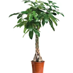 Pachira. Le pot Ø 21 cm