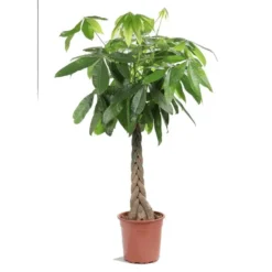Pachira ou Châtaignier de Guyane Ø25 cm