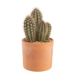 Pachycereus pringlei en pot terre cuite H 10 x Ø 20 cm