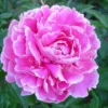 Paeonia Aztec - Le pot de 2 litres