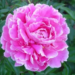 Paeonia Aztec - Le pot de 2 litres