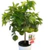 Pamplemoussier coloris rose - 5 L
