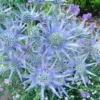 Panicaut ou Eryngium planum à fleurs bleues - Le pot de 7,5 litres