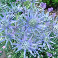 Panicaut ou Eryngium planum à fleurs bleues - Le pot de 7,5 litres
