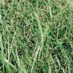 Panicum Virgatum Heavy Metal - Le pot de 3 litres
