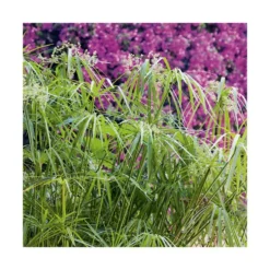 Papyrus (CYPERUS PAPYRUS) Le pot de 3 litres