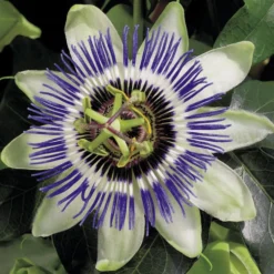 PASSIFLORE CAERULEA. Le pot de 3 litres