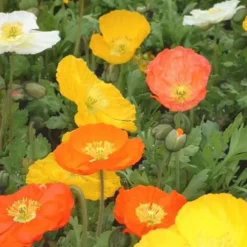 Pavot d’Islande rouge en pot de 2 L
