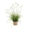 Pennisetum Alopecuroides - Le pot de 3 litres