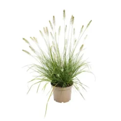 Pennisetum Alopecuroides - Le pot de 3 litres