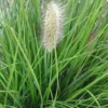 Pennisetum aux écouvillons Hameln - Le pot de 3 litres