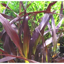 Pennisetum pourpre aux écouvillons - Le pot de 1 litre