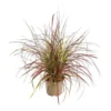 Pennisetum Setaceum Fireworks ® - Le pot de 2 litres
