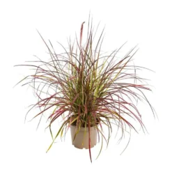 Pennisetum Setaceum Fireworks ® - Le pot de 2 litres
