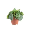 Peperomia Argyreia Ø 12cm