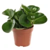 Peperomia en pot Ø 12cm