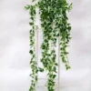 Peperomia Rotundifolia. Le pot de Ø 6 cm