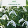 Perce neige ikariae botanic® - 10 bulbes