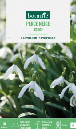 Perce neige ikariae botanic® - 10 bulbes