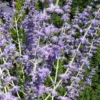 Perovskia coloris bleu - 4 L
