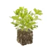 Persil Geant D'Italie Bio. La motte de 4x4 cm