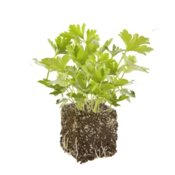 Persil Geant D'Italie Bio. La motte de 4x4 cm