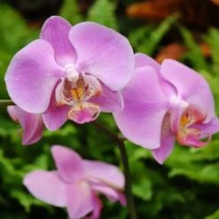 Phalaenopsis Balletto blanc botanic® - Pot Ø12 cm