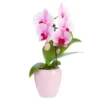 Phalaenopsis swan avec un cache-pot en céramique coloris blanc - Ø 7 cm H 30 cm