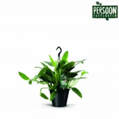 Philodendron Cobra. Le pot de Ø 19 x H 45 cm