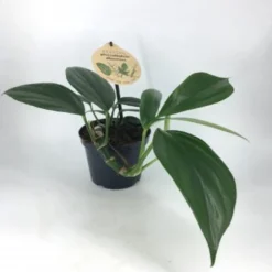 Philodendron Dragon Tail. Le pot de Ø 12 x H 20 cm