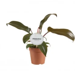Philodendron Florida bronze. Le pot de Ø 12 x H 25 cm