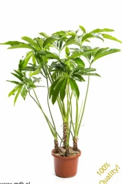 Philodendron Fun Bun. Le pot de Ø 32 x H 140 cm