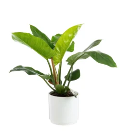 Philodendron Imperial Green botanic®. Le pot de Ø 21 cm