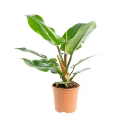Philodendron Imperial Green pot Ø24xH70 cm
